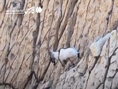 مشاهده افسانه تک‌شاخ در دل کوه‌های دیل