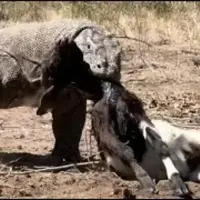 کومودو بی رحمانه سر طعمه خود را می شکند‌‌!