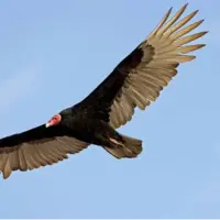 آیا کرکسها واقعاً در انتظار مرگ طعمه به دور آن میچرخند؟