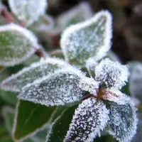 تداوم سرما و یخبندان شبانه در استان کرمان تا اواسط هفته آینده