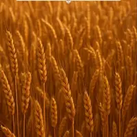 طرح/ عاقبت نیک انفاق