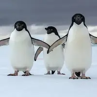 دلیل تعطیلی پنگوئن ها رو ببینین!