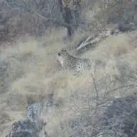 مشاهده خانواده 3 نفره پلنگ ایرانی در ارتفاعات پاوه