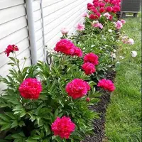 گل صد تومانی درمانگر تشنج