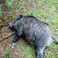 شناسایی عاملان فیلم منتشرشده کشتار حیوانات وحشی در هرمزگان