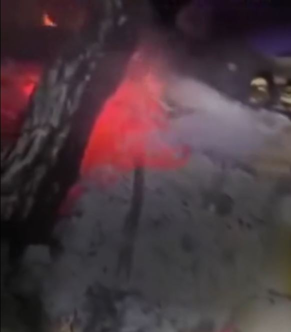 صداهای وحشتناک حیات وحش از جنگل‌های هیرکانی