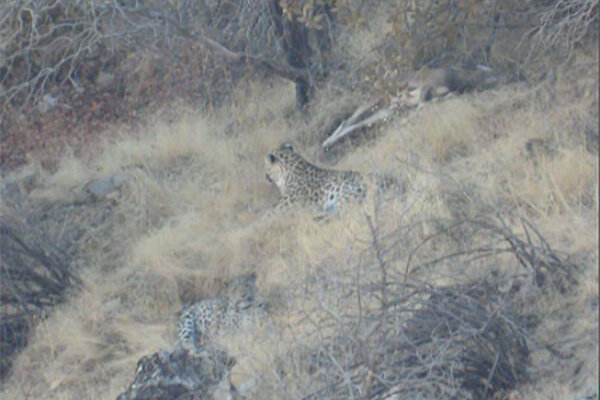 مشاهده خانواده 3 نفره پلنگ ایرانی در ارتفاعات پاوه