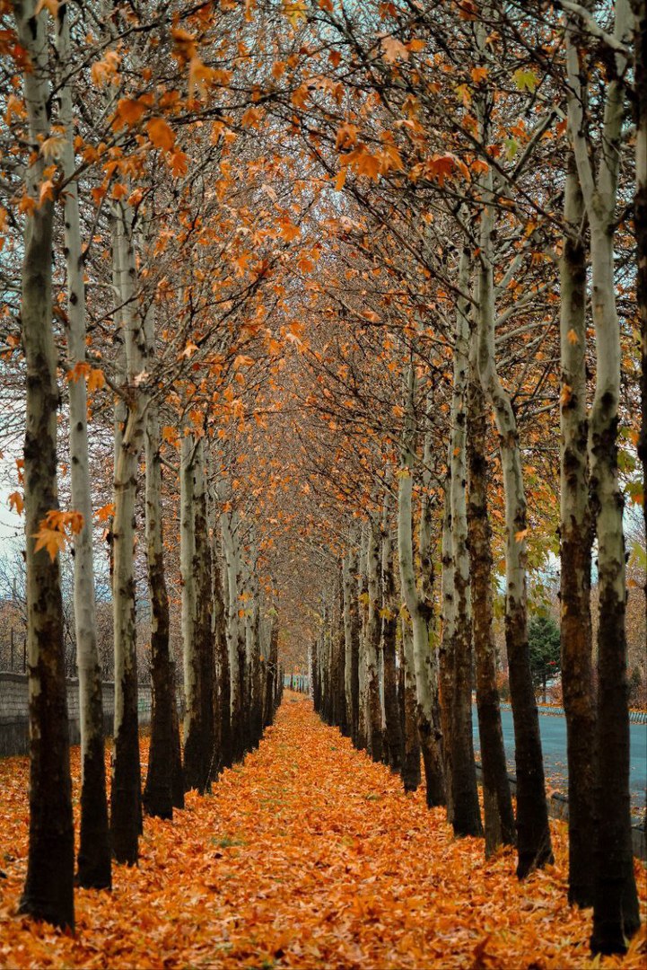 جلوه‌گری پاییز در طبیعت ارومیه