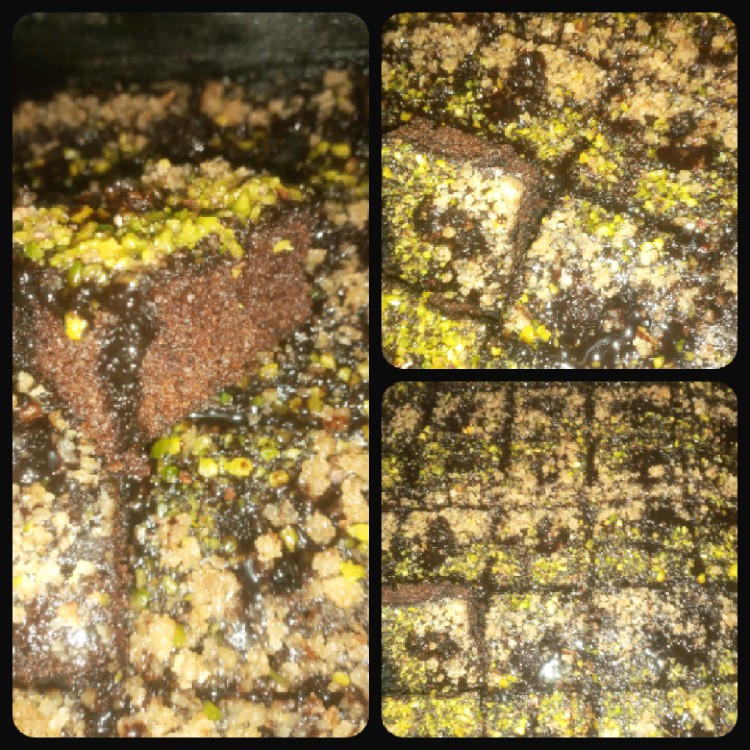 از شما/کیک خیس 😍👌💥💯