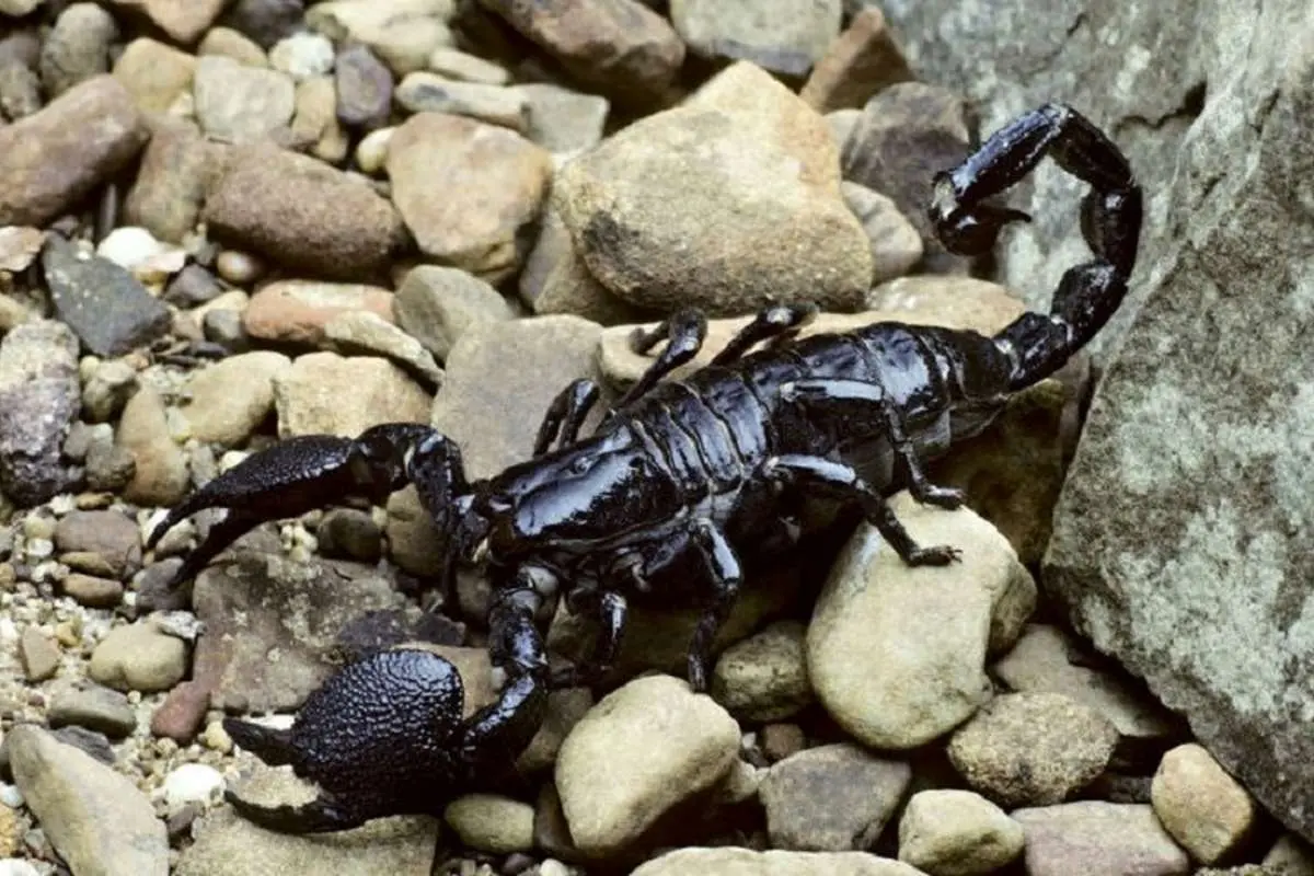 عقرب سیاه ترسناک با زهر غیر کشنده