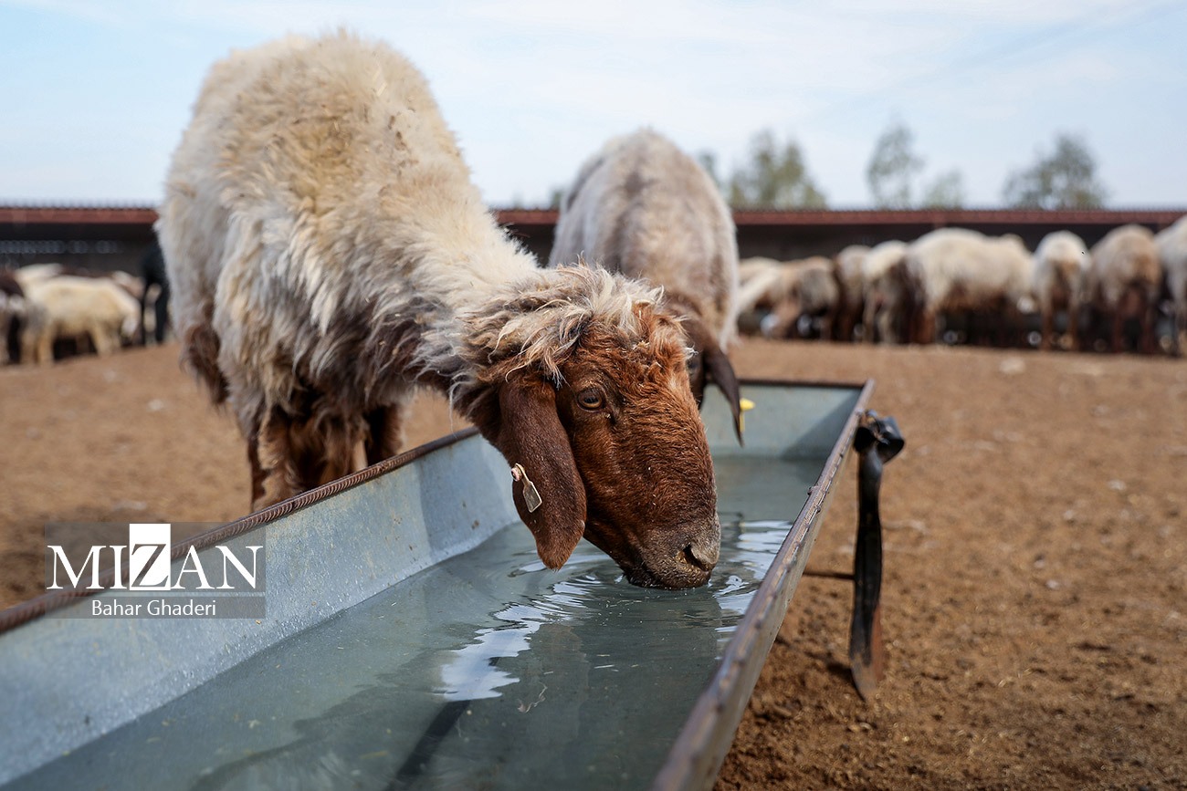 مزرعه دامپروری چپرقویمه