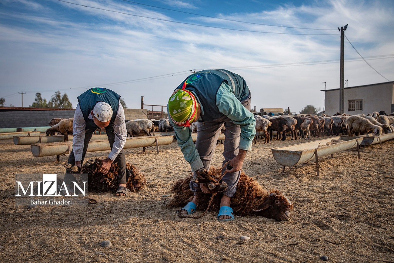 مزرعه دامپروری چپرقویمه