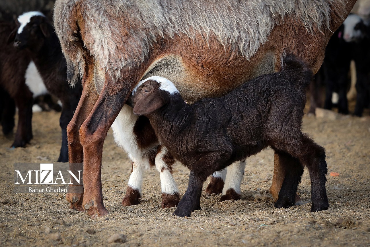 مزرعه دامپروری چپرقویمه