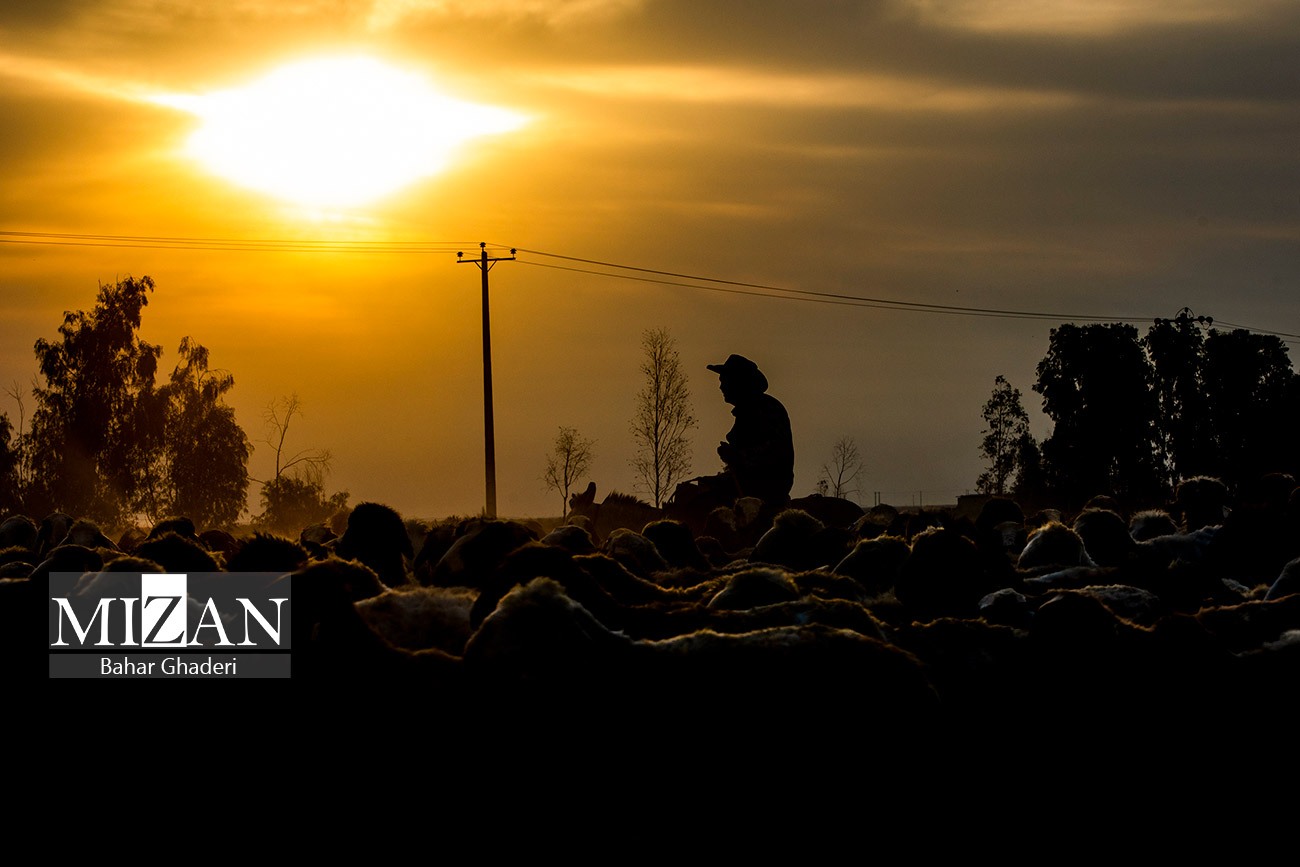 مزرعه دامپروری چپرقویمه