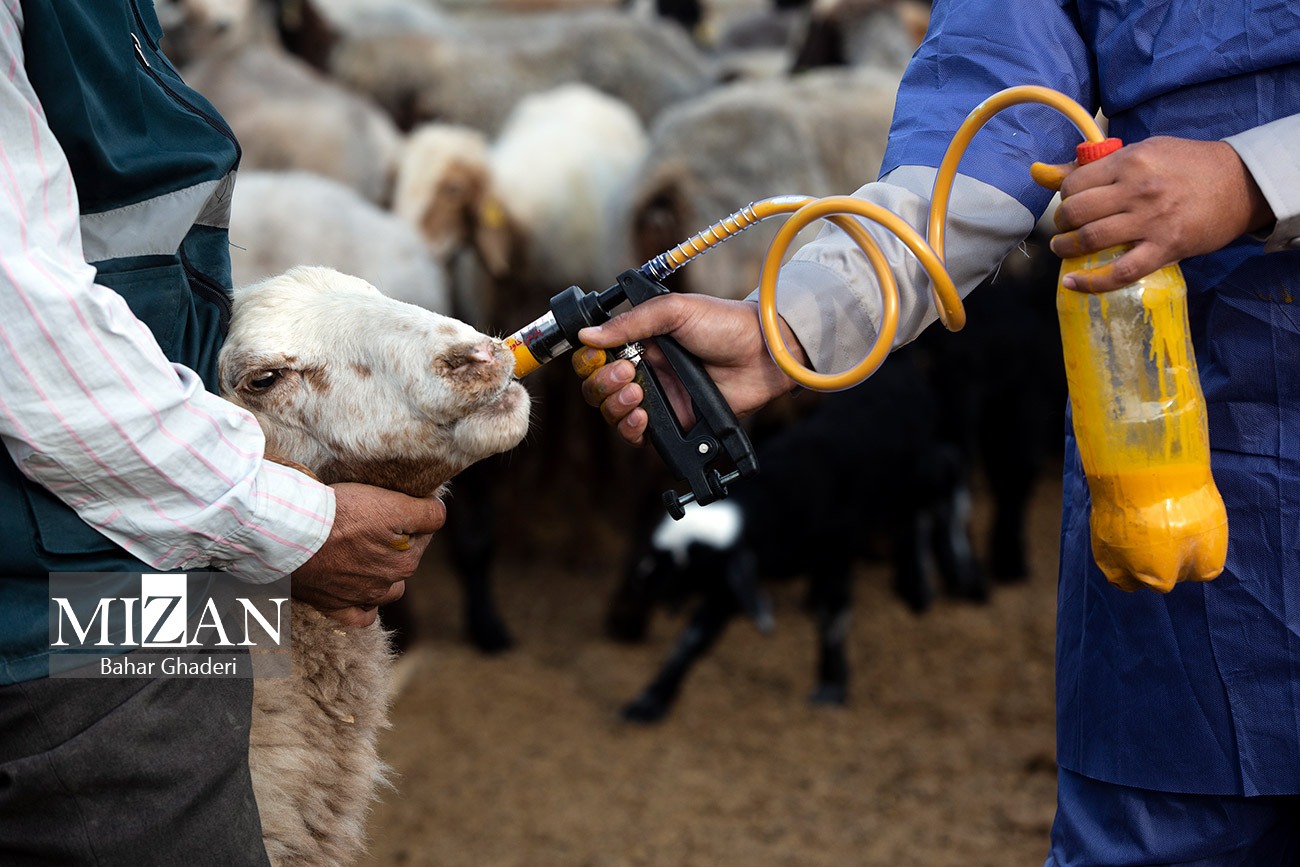 مزرعه دامپروری چپرقویمه