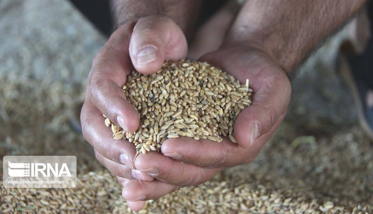 ۱۵۰۰ تن نهاده طیور برای مرغداران لرستان تامین شد