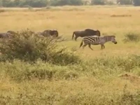 گورخر از گله دور شد و بهای آن را پرداخت !