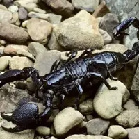 عقرب سیاه ترسناک با زهر غیر کشنده