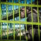 آزادی شامپانزه از قفس بعد از 28 سال