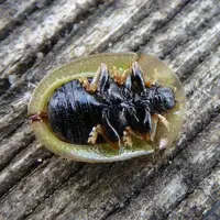 آیا تا به حال لارو سوسک لاک پشت را دیده اید؟ 