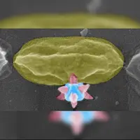 ماده برنده جایزه نوبل، باکتریها را سوراخ میکند!