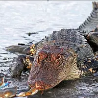 خون کروکودیل ها حاوی آنتی بیوتیک طبیعی