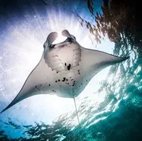 شتاب ناگهانی در لحظهٔ آخر سفره‌ماهی‌ها