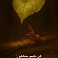 طرح/ طمع نداشتن 