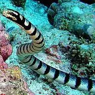 کریت دریایی ، مار دریایی راه راه