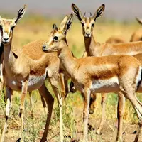 بهبهان، دشت آهو...