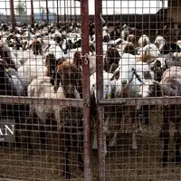 مزرعه دامپروری چپرقویمه