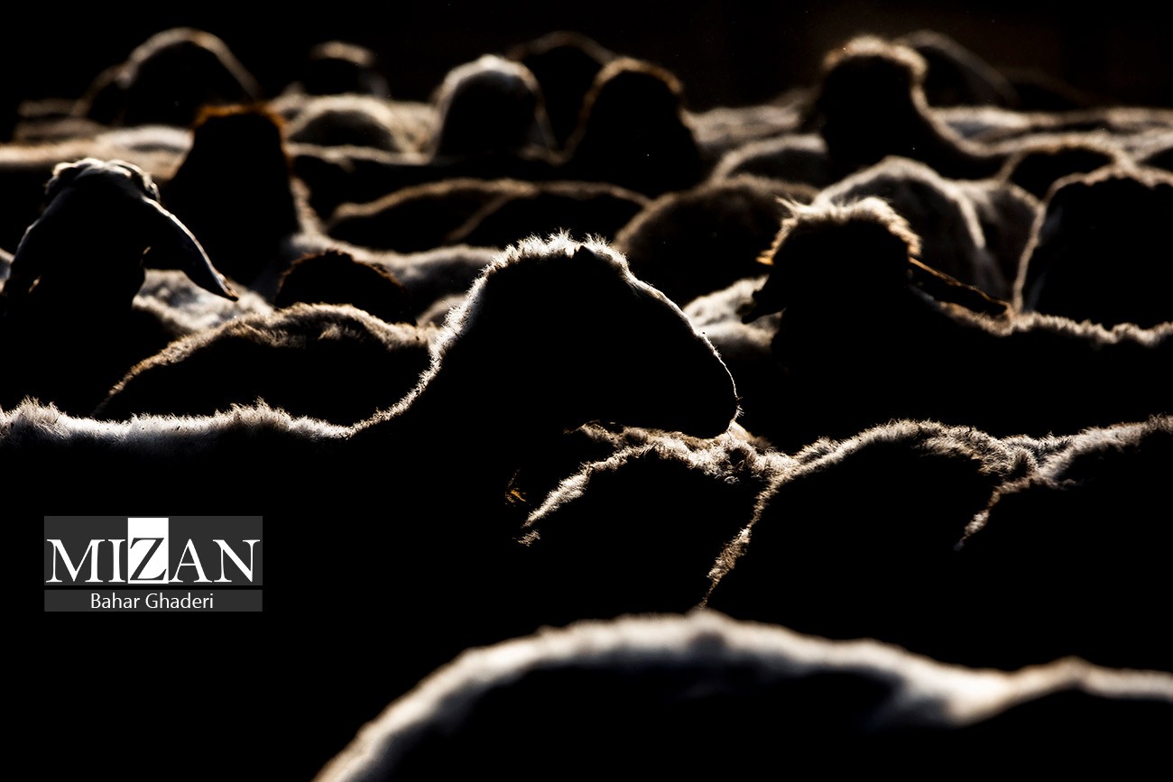 مزرعه دامپروری چپرقویمه