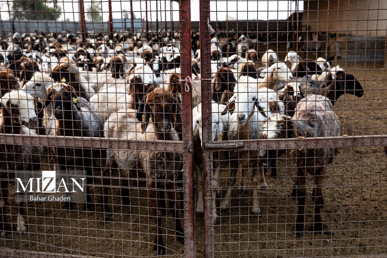 مزرعه دامپروری چپرقویمه