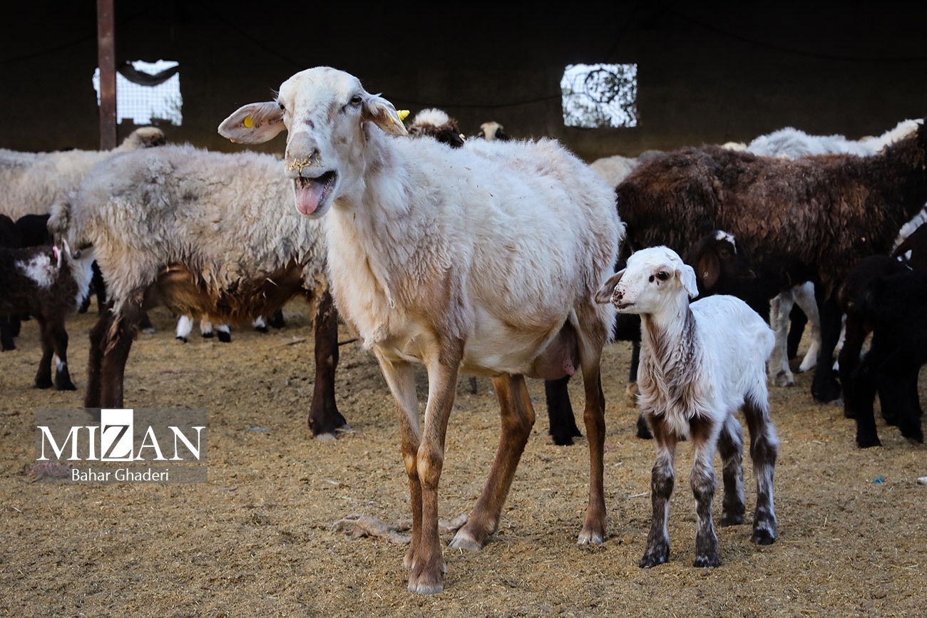 مزرعه دامپروری چپرقویمه