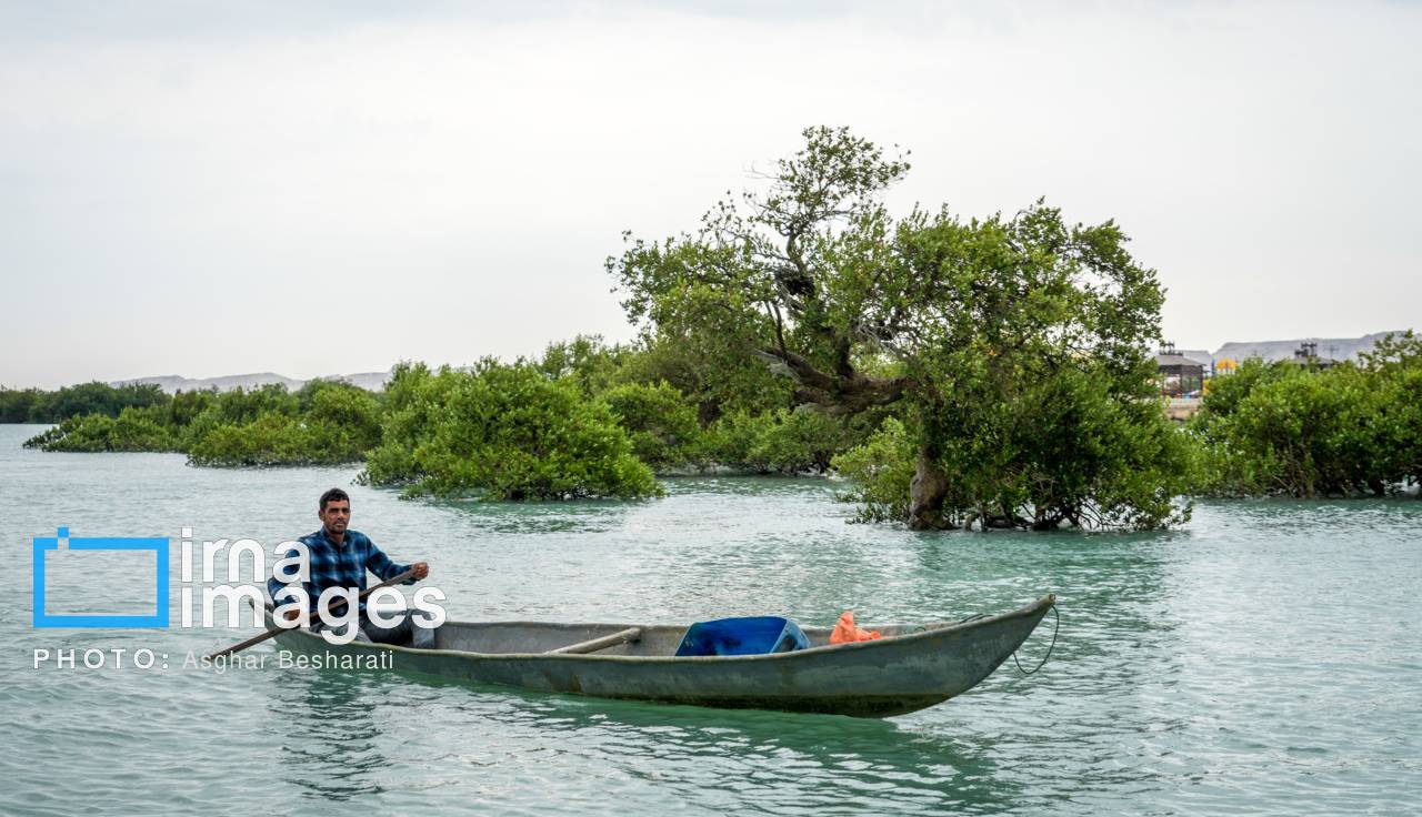 کاشت حرا در ۱۵۰ هکتار از اراضی ساحلی شهرستان دیر آغاز شد