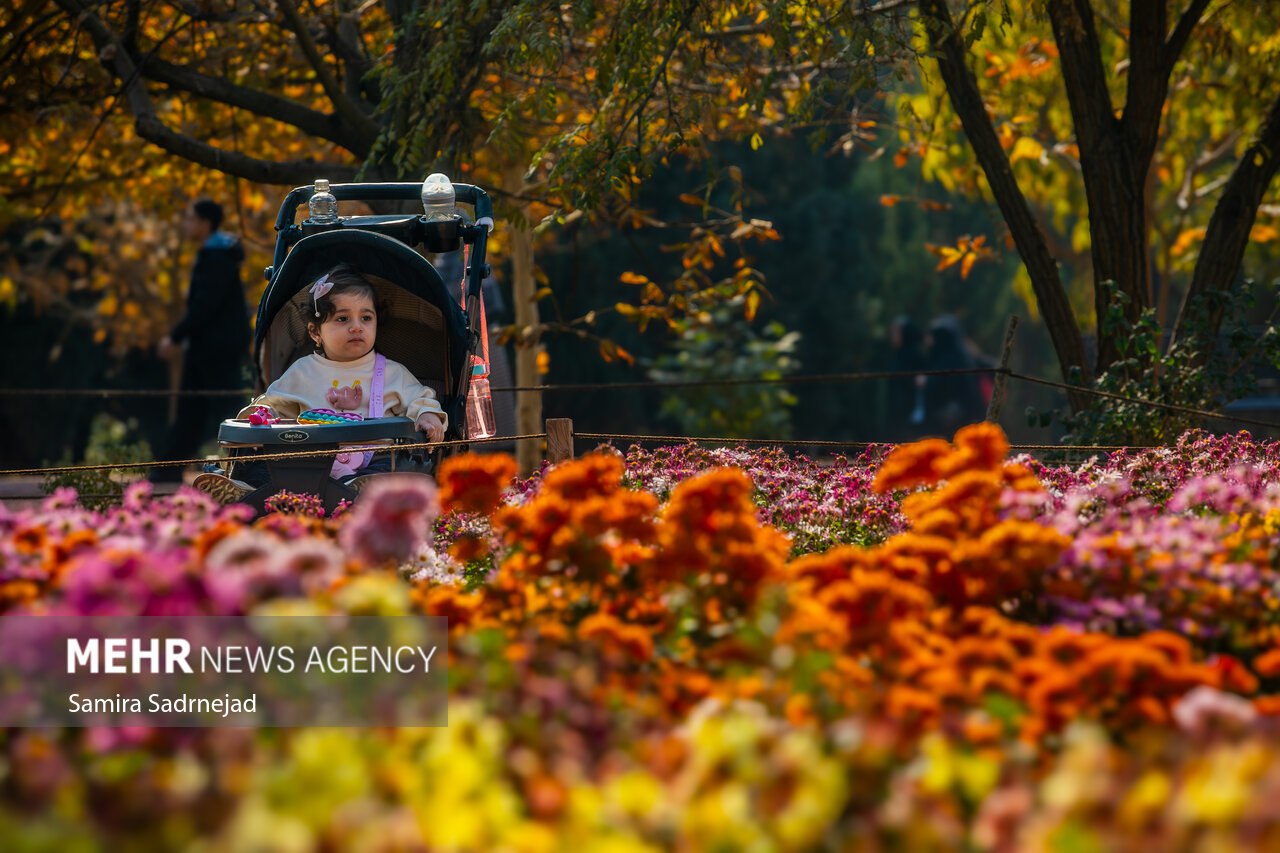 جشنواره گل‌های داودی