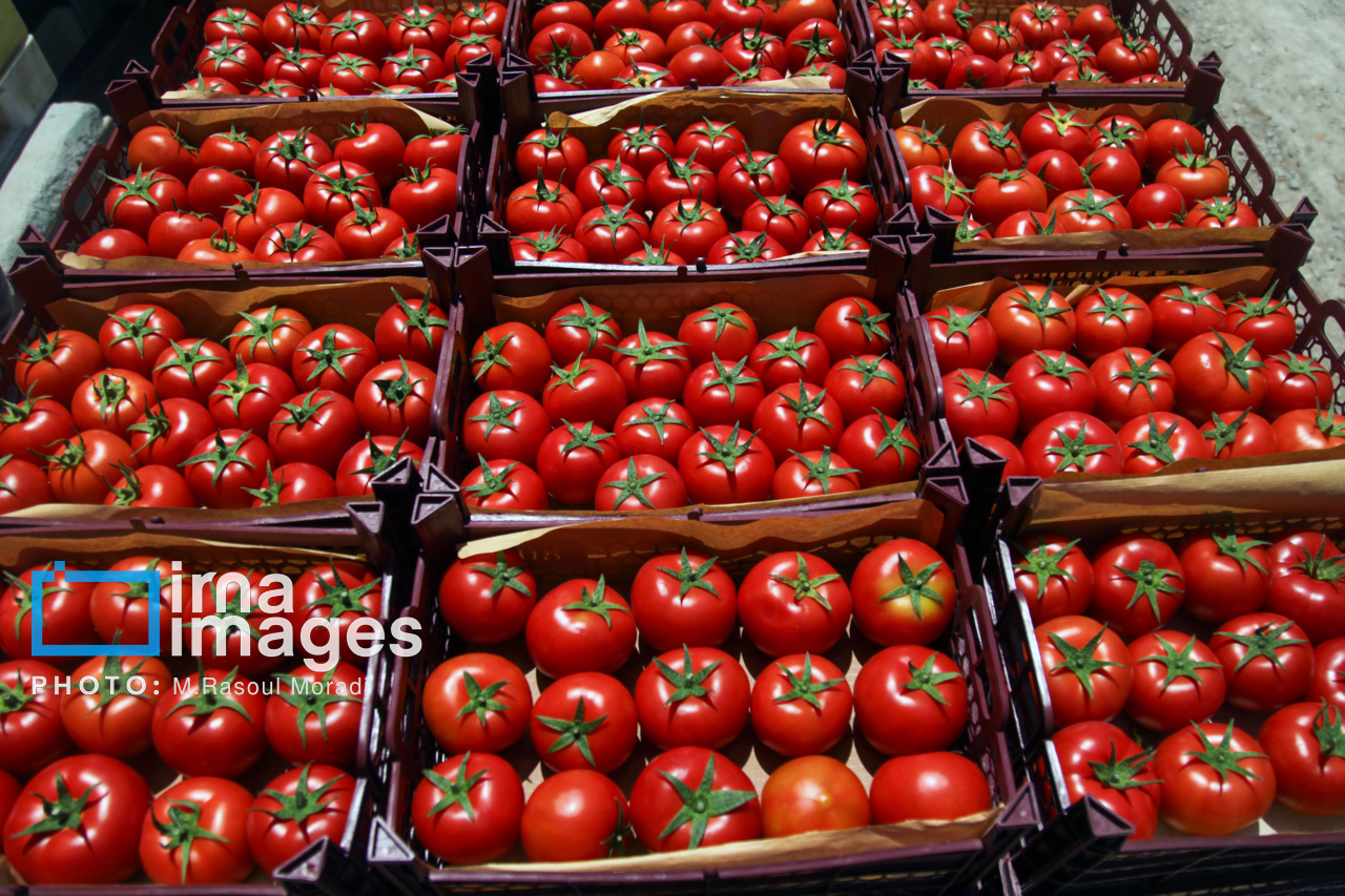 گوجهفرنگی خارج فصل بوشهر به بازار آمد