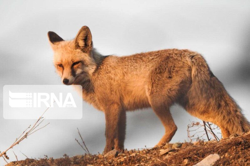 روباه جان کودک 3 ساله را در کبودرآهنگ گرفت