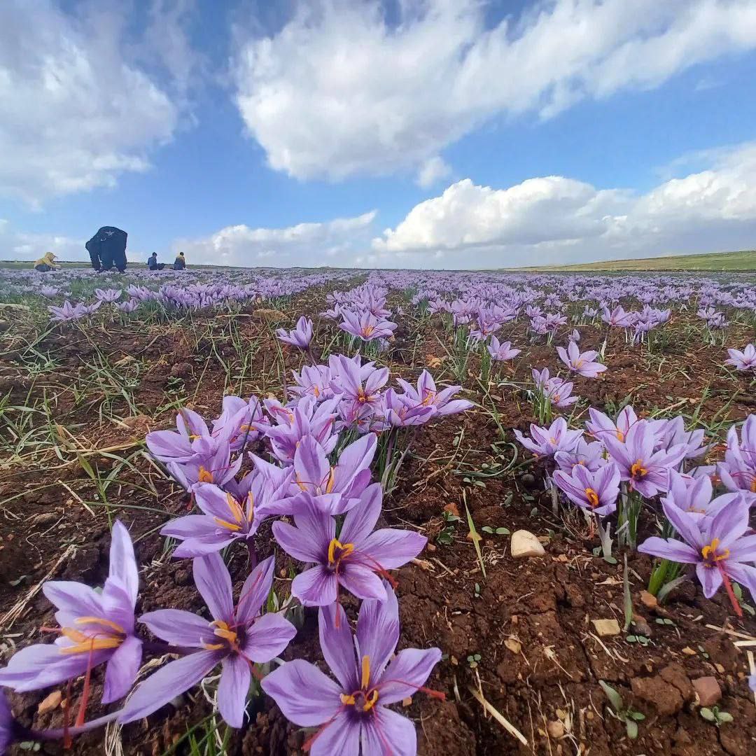 برداشت زعفران در روانسر 