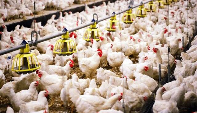 مازندران در اصلاح نژاد مرغ بومی پیشتاز است