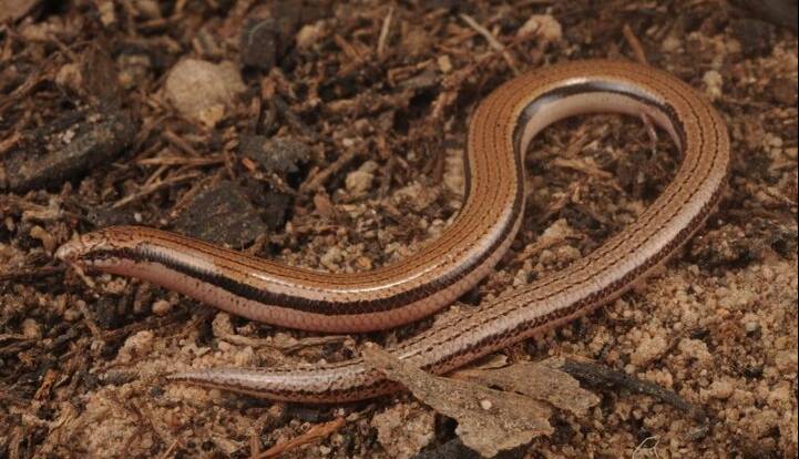 مارمولک بدون دست به‌عنوان گونه‌ جدید معرفی شد 