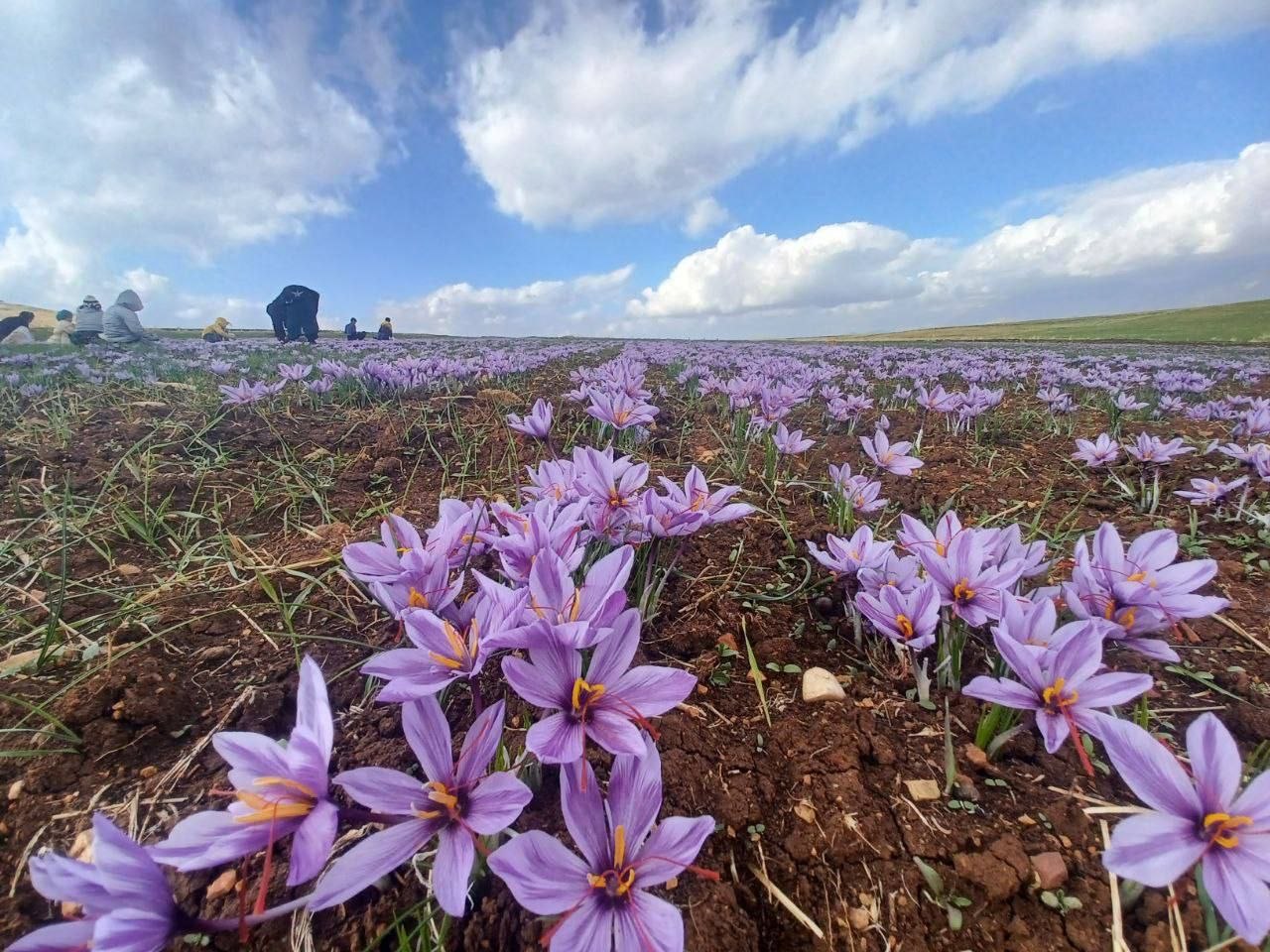 برداشت زعفران در روانسر 