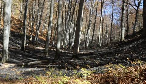 دستور شبانه دادستان آمل برای ممنوعیت اقامت شبانه گردشگران در جنگل‌ها