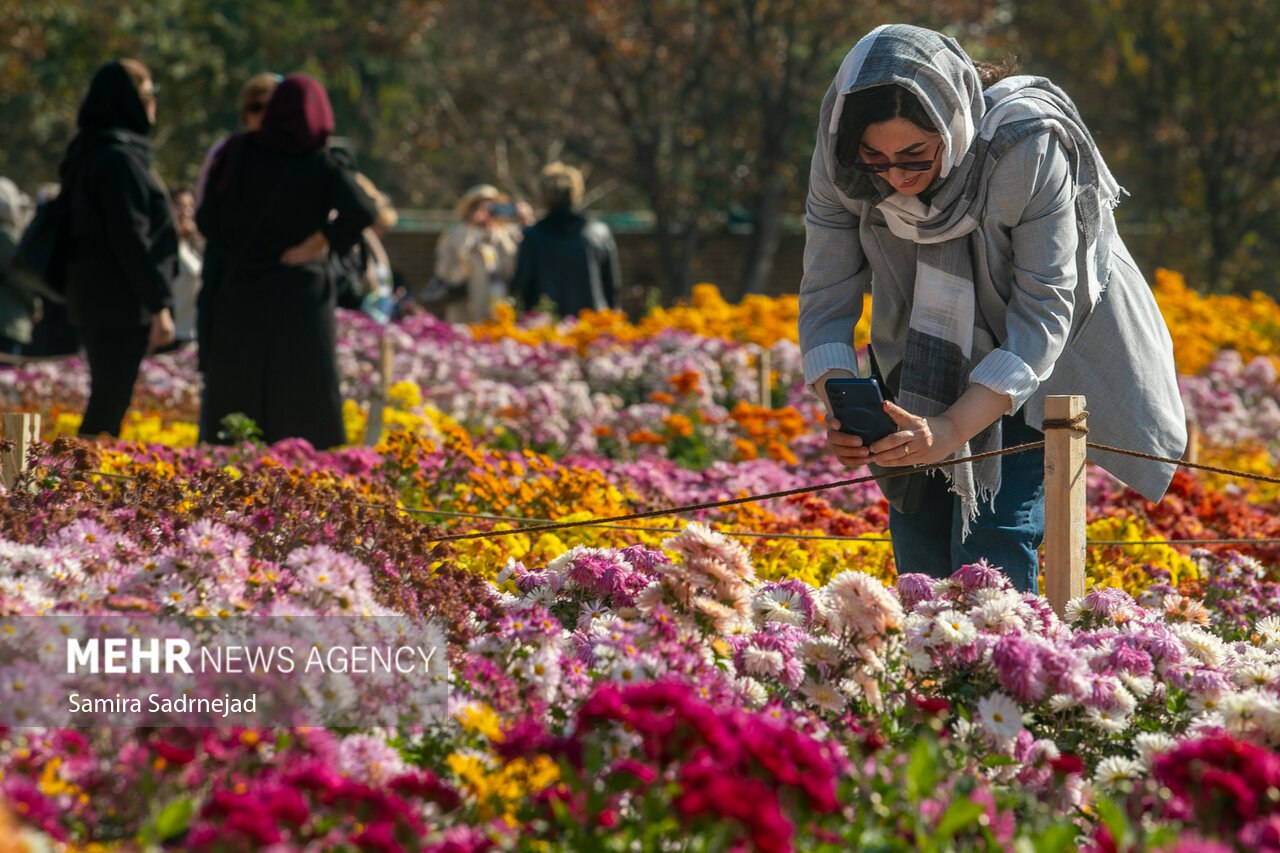 جشنواره گل‌های داودی