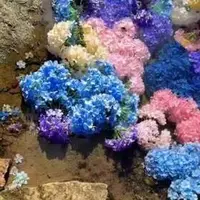 یکی از شاعرانه‌ترین جاذبه‌های طبیعی ژاپن