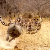 یوزپلنگ به وضوح انتظار نداشت!