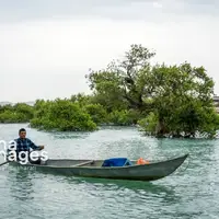 کاشت حرا در ۱۵۰ هکتار از اراضی ساحلی شهرستان دیر آغاز شد