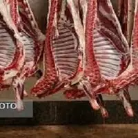 توزیع ۲۲۰ تن گوشت گوساله منجمد برای تنظیم بازار در خراسان رضوی