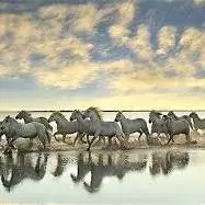 گله اسب‌های وحشی ... 