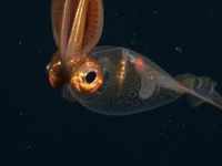 کرانچییدها؛ ماهی های مرکب شیشه ای